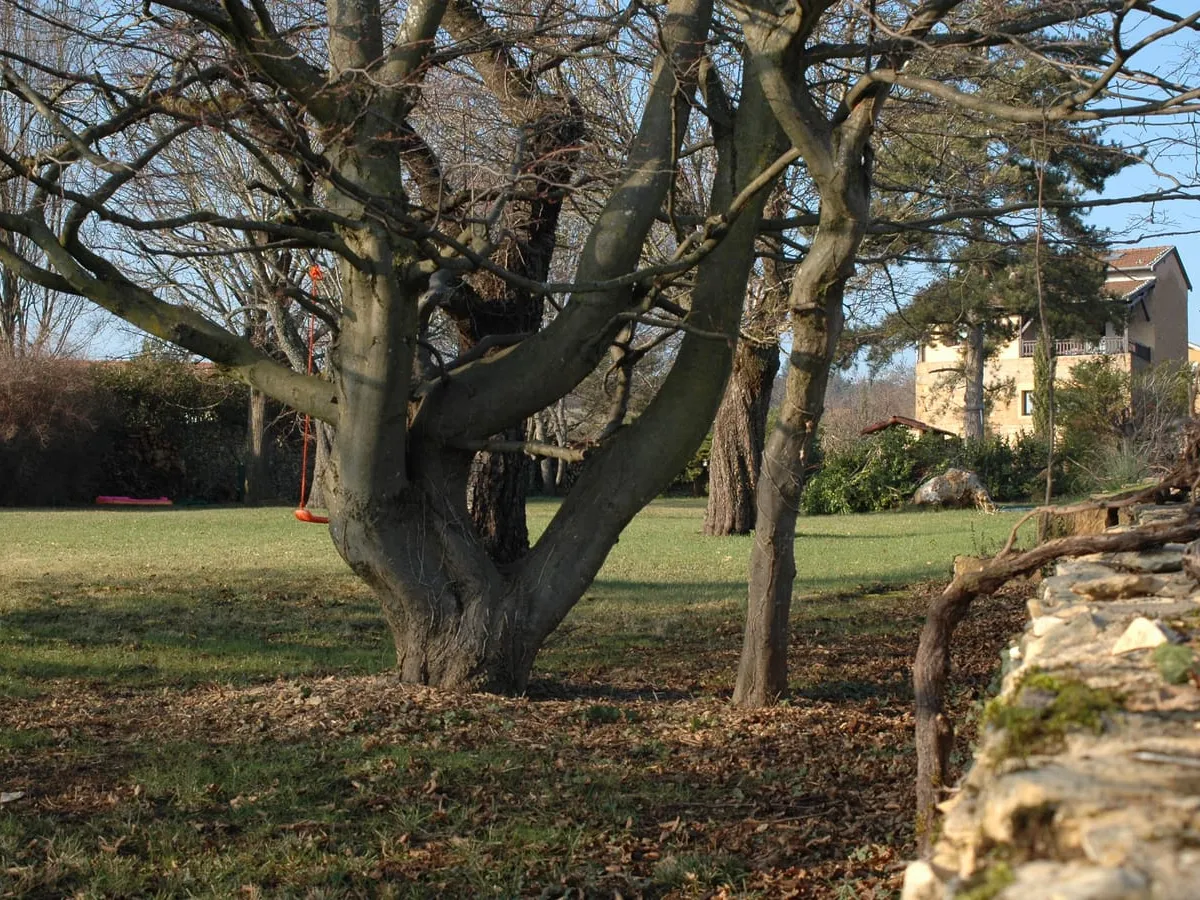 Le Panorama Beaujolais